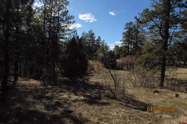 a view of backyard of green space