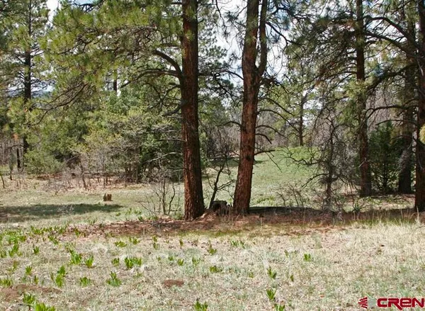 a view of a lush green forest with lots of trees
