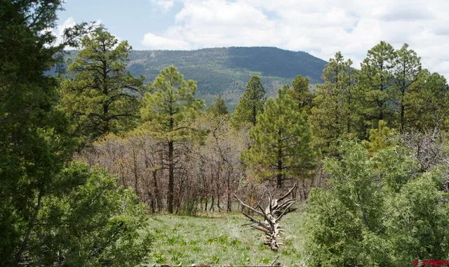 a view of a lush green forest with lots of trees