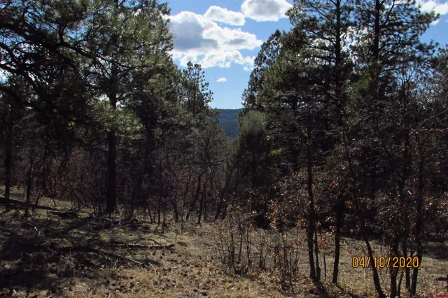a view of a forest with trees in the background