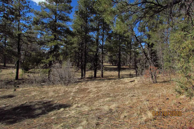 a view of trees with trees in the background