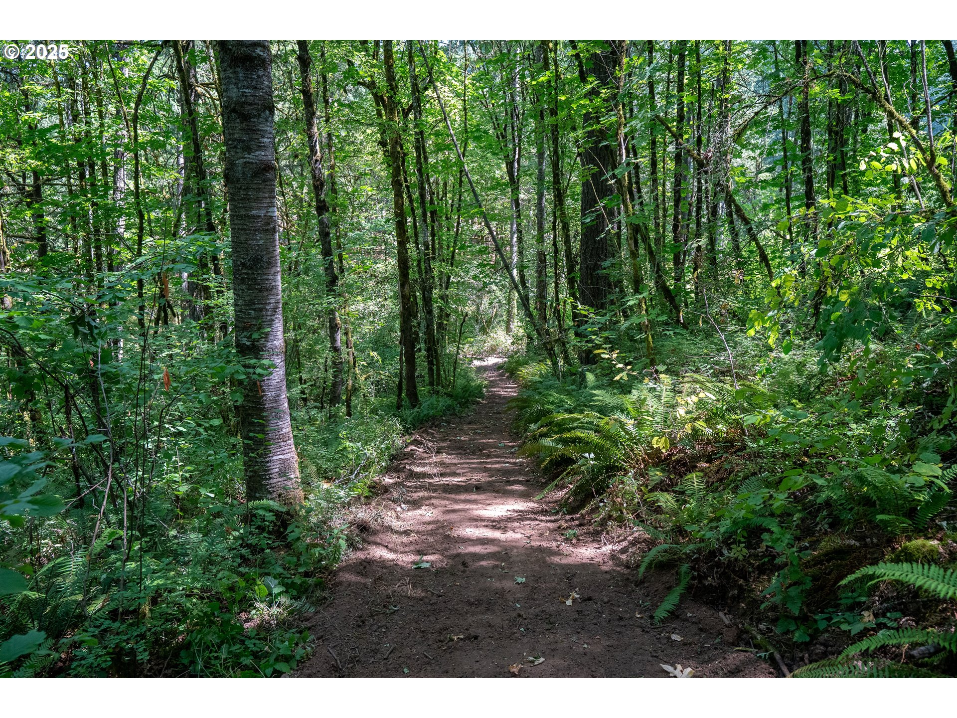 31795 Northeast Wilsonville Road Newberg, OR 97132 - Photo 11 of 26 a view of backyard with green space