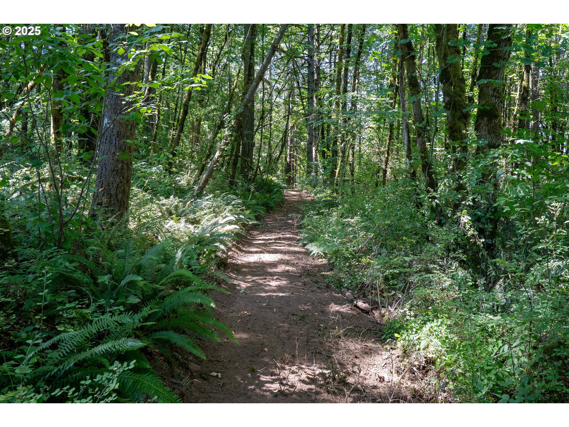 31795 Northeast Wilsonville Road Newberg, OR 97132 - Photo 12 of 26 a view of backyard with green space