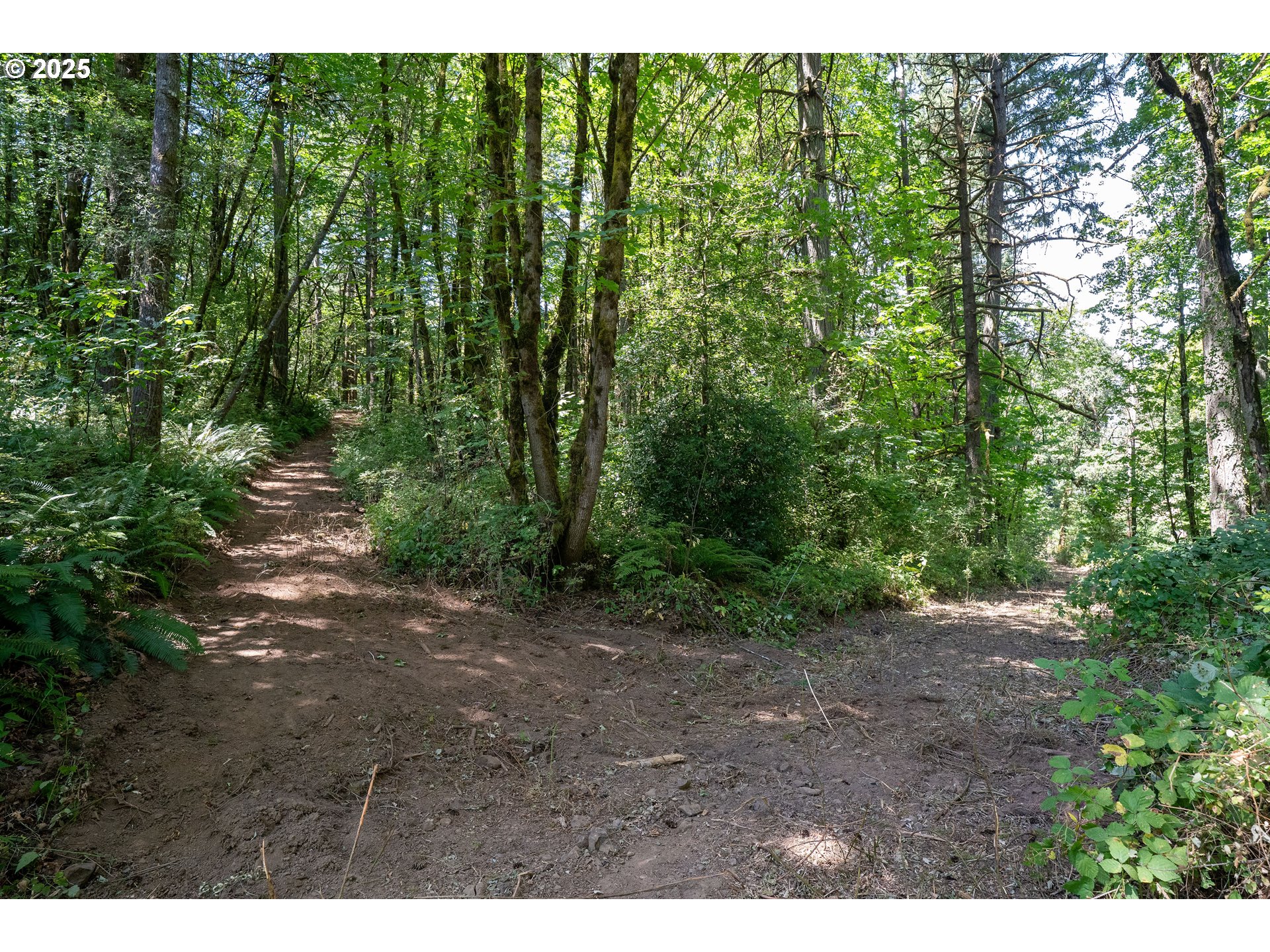 31795 Northeast Wilsonville Road Newberg, OR 97132 - Photo 14 of 26 a view of a forest with trees in the background