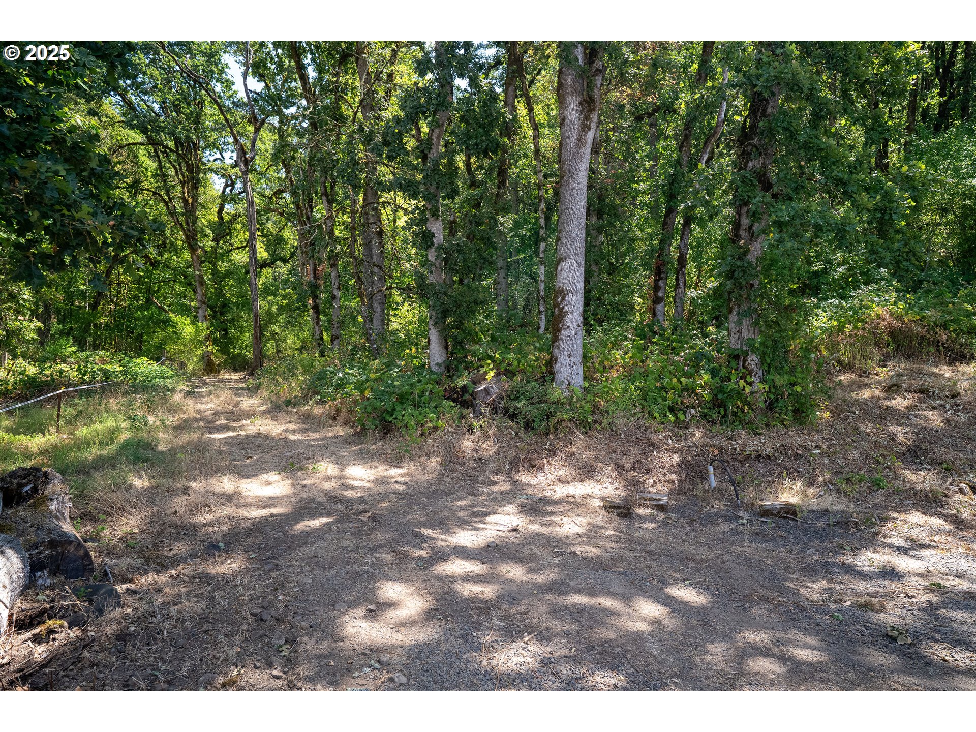 31795 Northeast Wilsonville Road Newberg, OR 97132 - Photo 16 of 26 a view of a forest with trees in the background