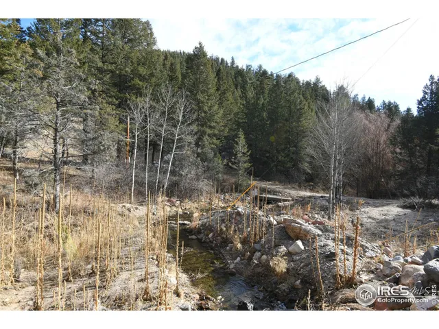 a view of a forest filled with trees