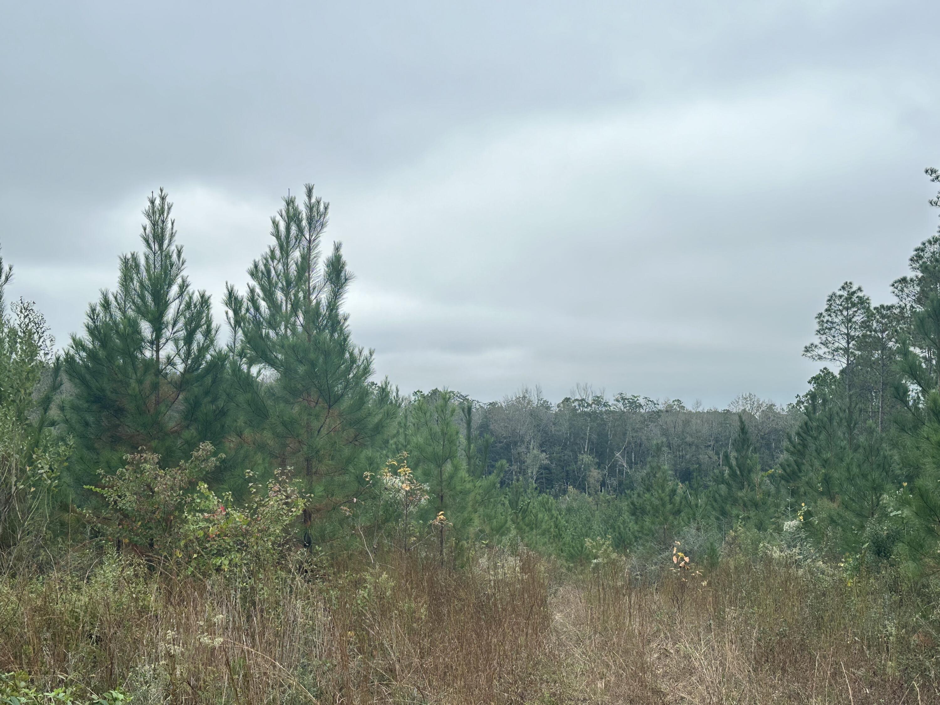 B D1-d2 B D1-d2 Millside Road Laurel Hill, FL 32567 - Photo 6 of 17 IMG_4544