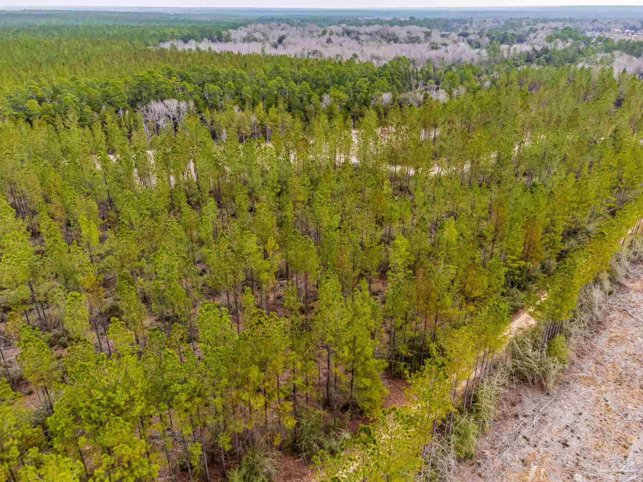 8997 Indian Ford Road, Unit PARCEL B 22 45 / ACRES (APPROXIMATELY) Milton, FL 32570 - Photo 27 of 36 a view of a bunch of trees and bushes
