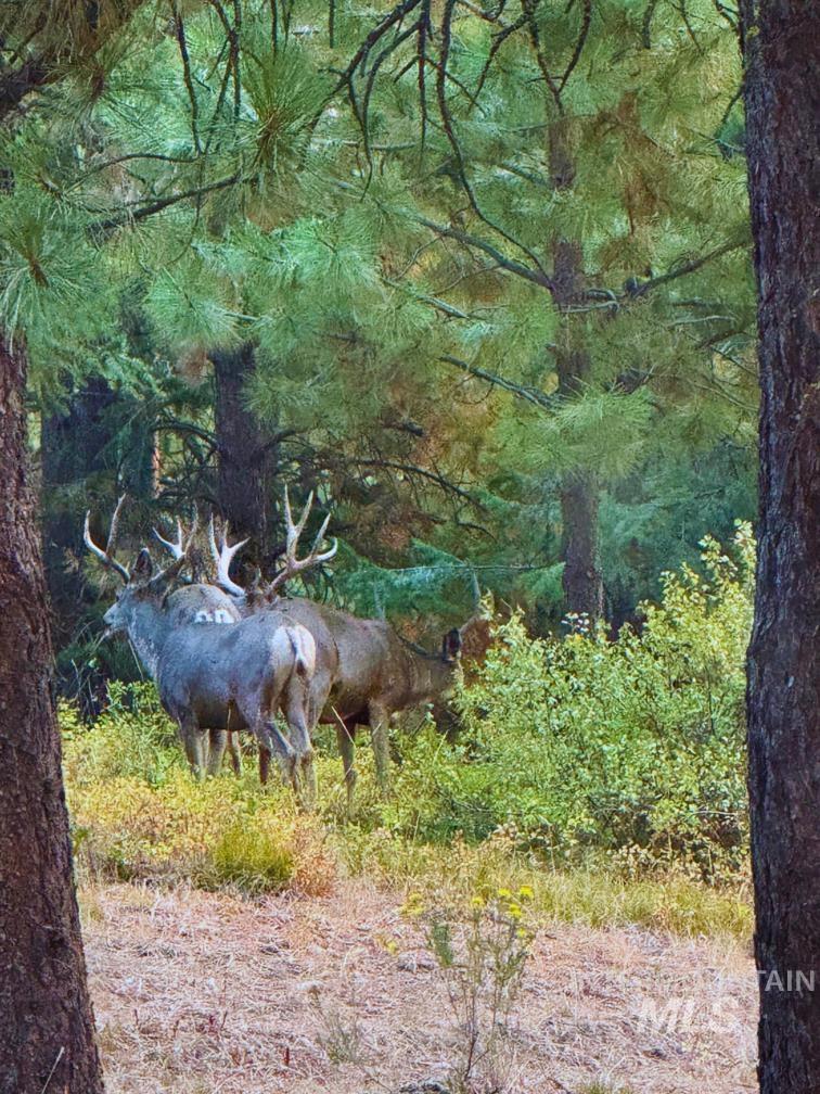 62924 Wolf Creek Lane North Powder, OR 97867 - Photo 8 of 50 View of local wilderness