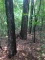 0 Hebron Church Road Bentonia, MS 39040 - Photo 1 of 1 Photo 1