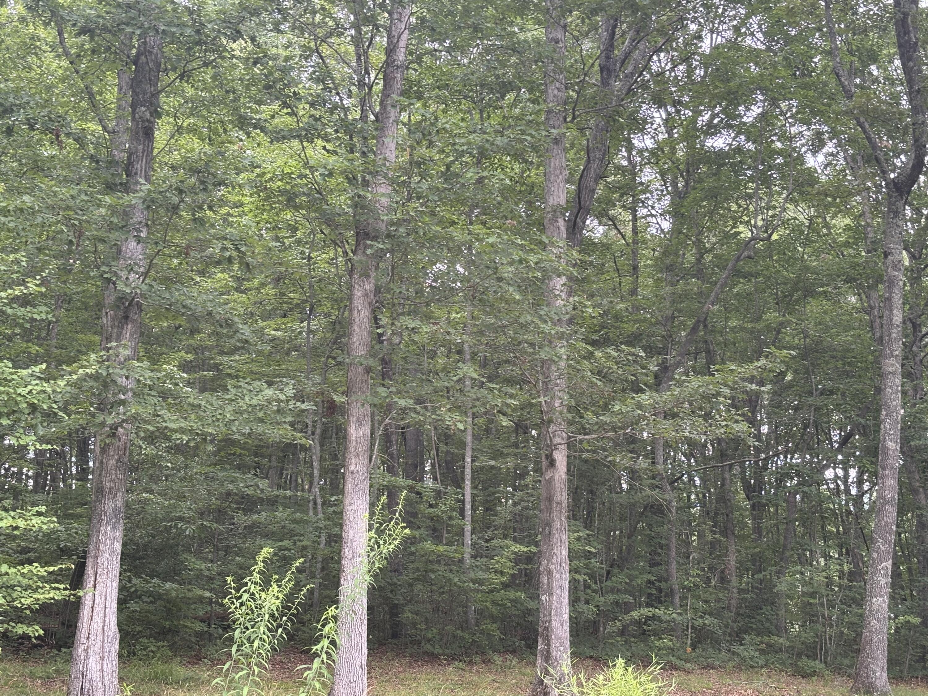 5613 Hendon Road Graysville, TN 37338 - Photo 8 of 20 IMG_7684