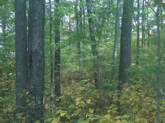 Lot 61 Pine Grove Drive Rhinelander, WI 54501 - Photo 4 of 10 Gallery Image 4