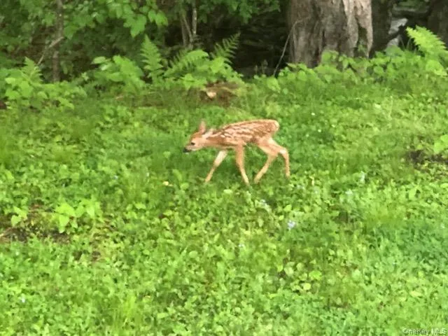 a garden view with a backyard