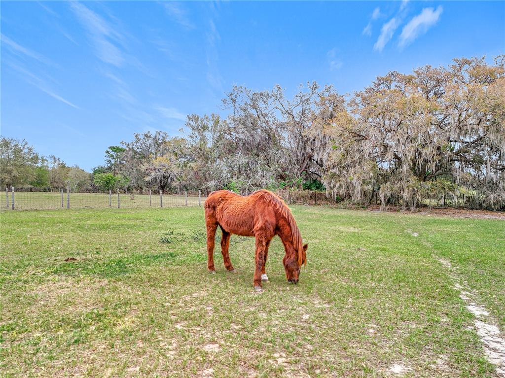 41204 Emeralda Island Road Leesburg, FL 34788 - Photo 34 of 53 a view of a backyard with a tree