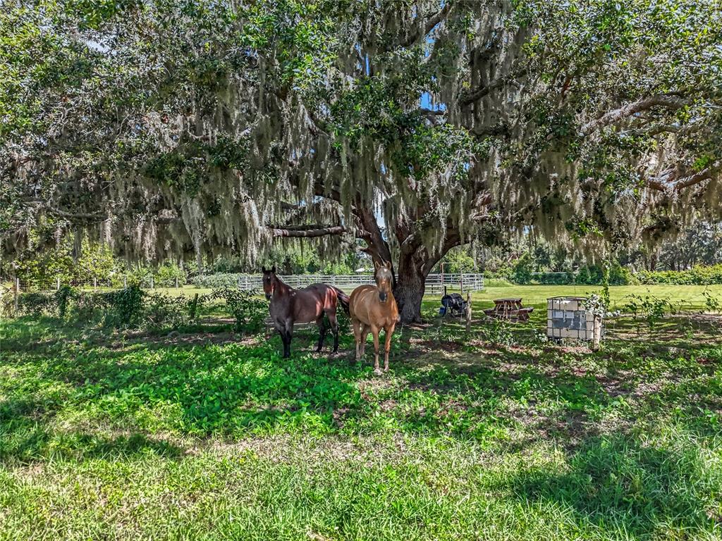 41204 Emeralda Island Road Leesburg, FL 34788 - Photo 46 of 53 a garden with trees
