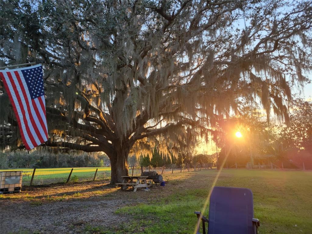 41204 Emeralda Island Road Leesburg, FL 34788 - Photo 52 of 53 a view of outdoor space and yard