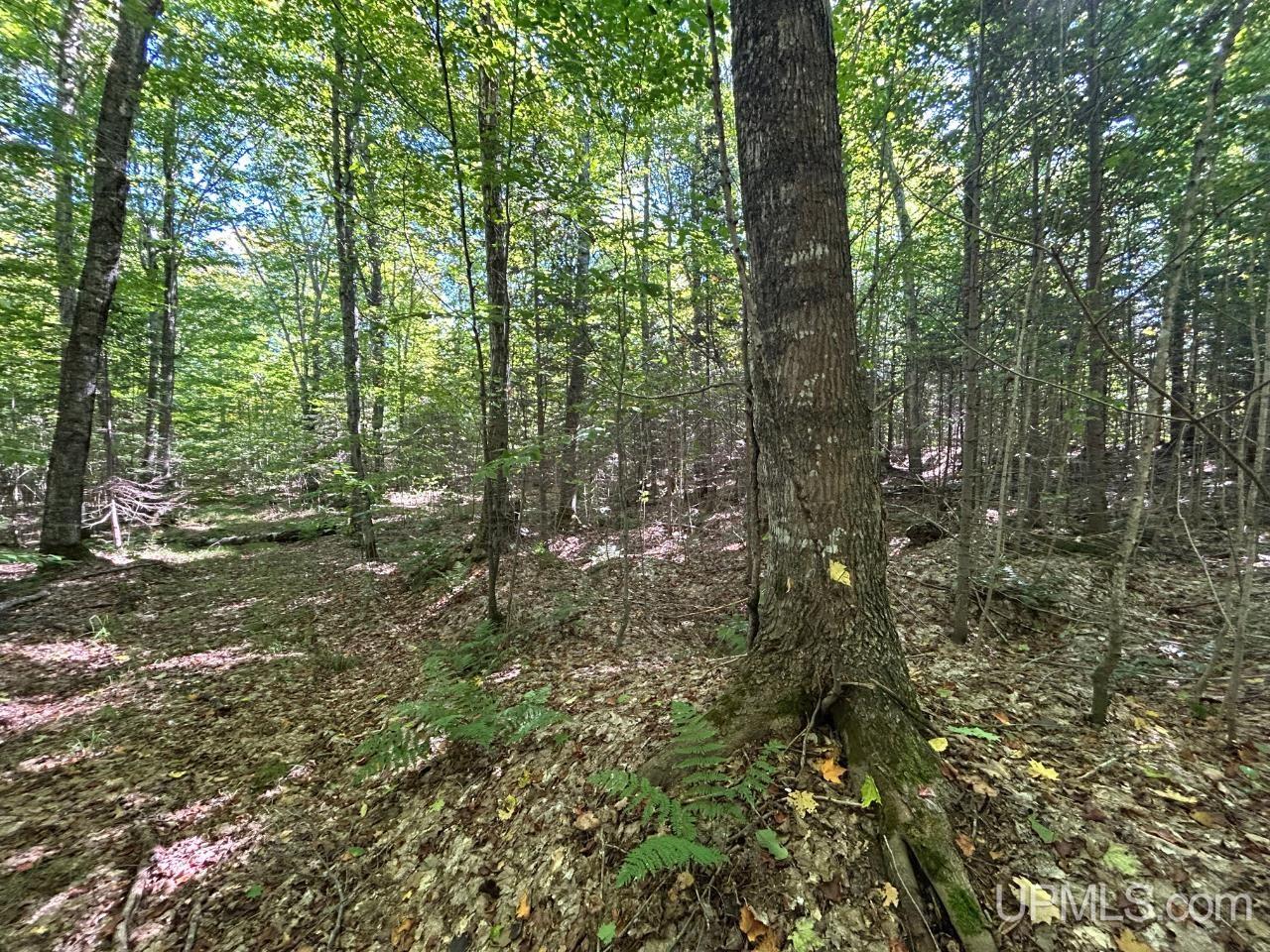 40-acres 40-acres Camp Road Shingleton, MI 49884 - Photo 5 of 20