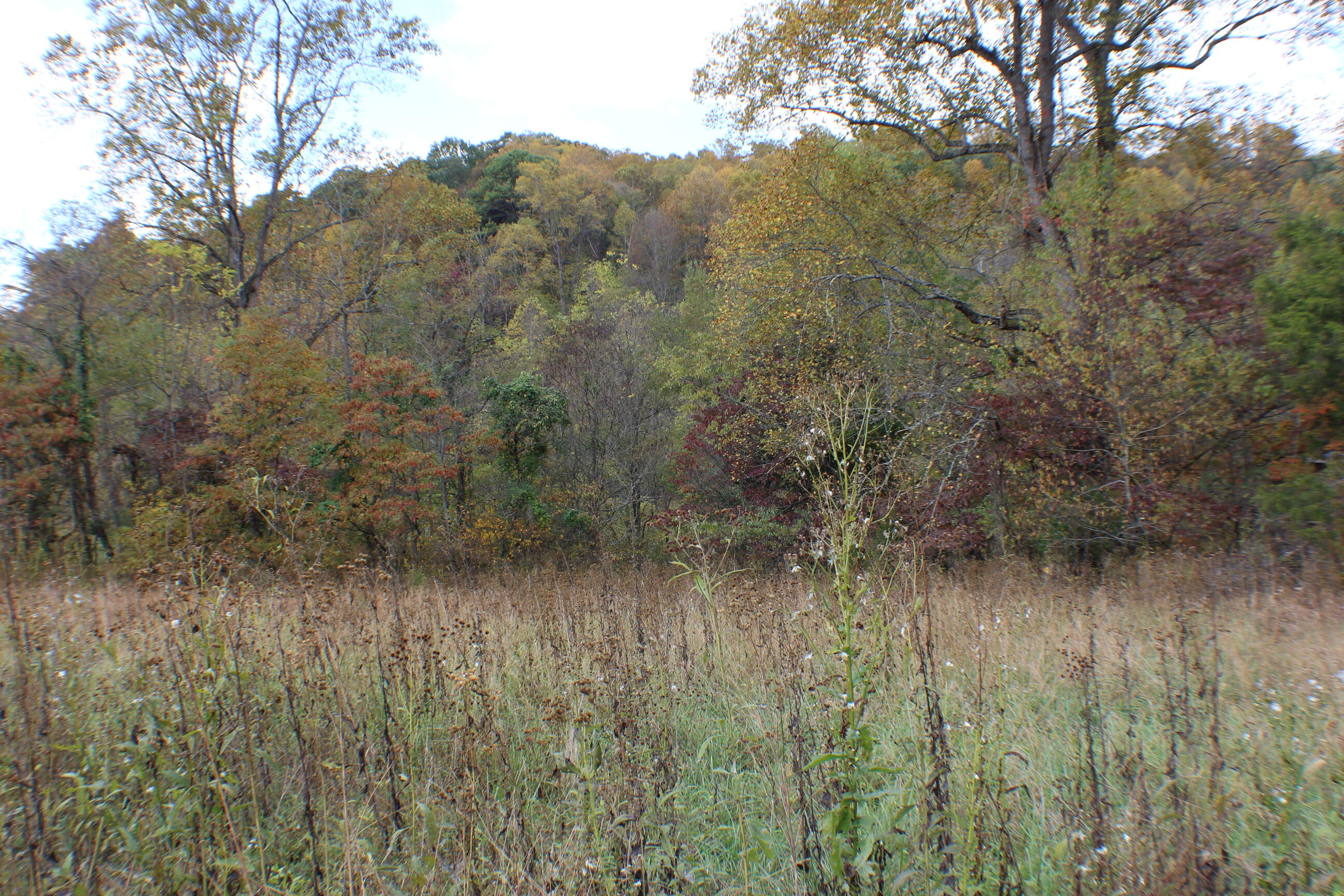 1074 Egypt Road Bluff City, TN 37618 - Photo 1 of 14 IMG_8211