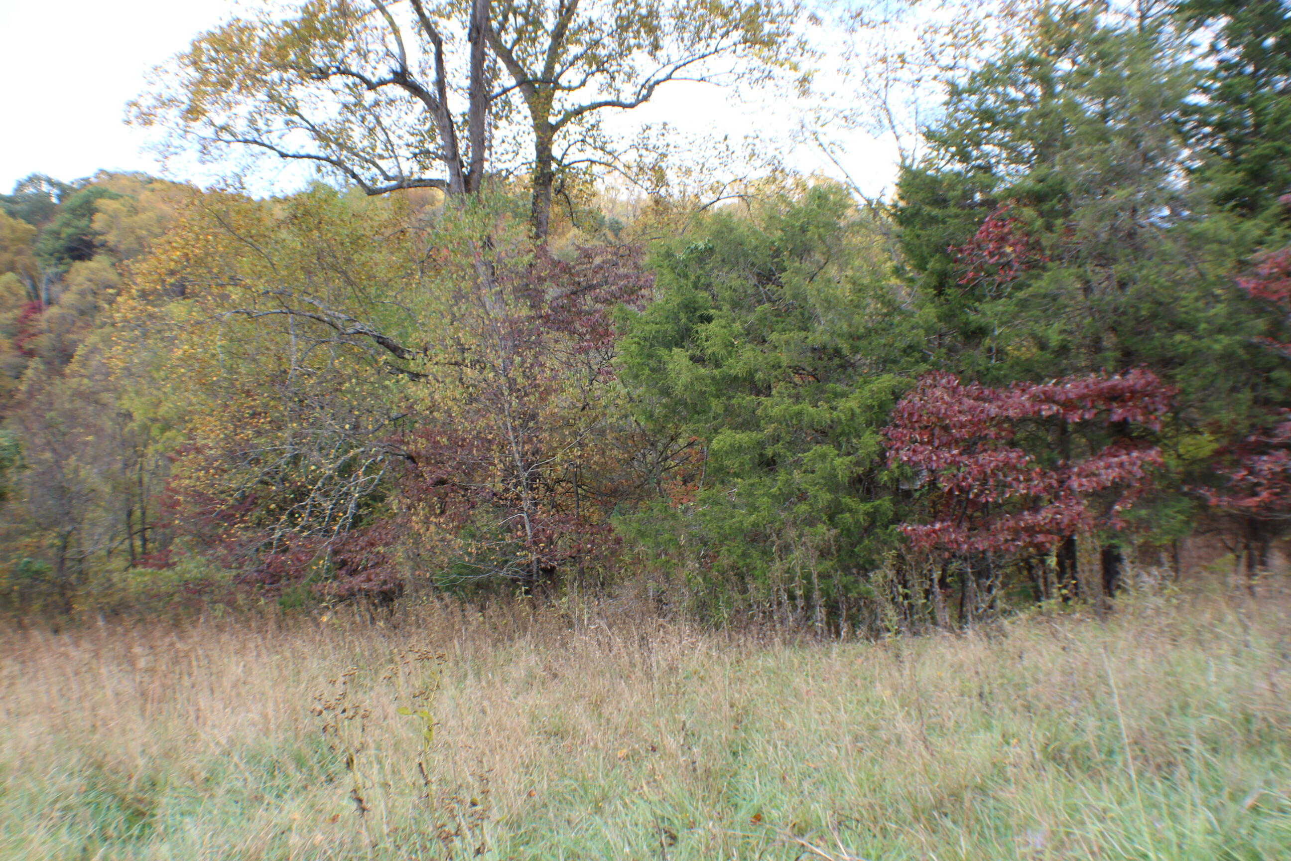 1074 Egypt Road Bluff City, TN 37618 - Photo 11 of 14 IMG_8214
