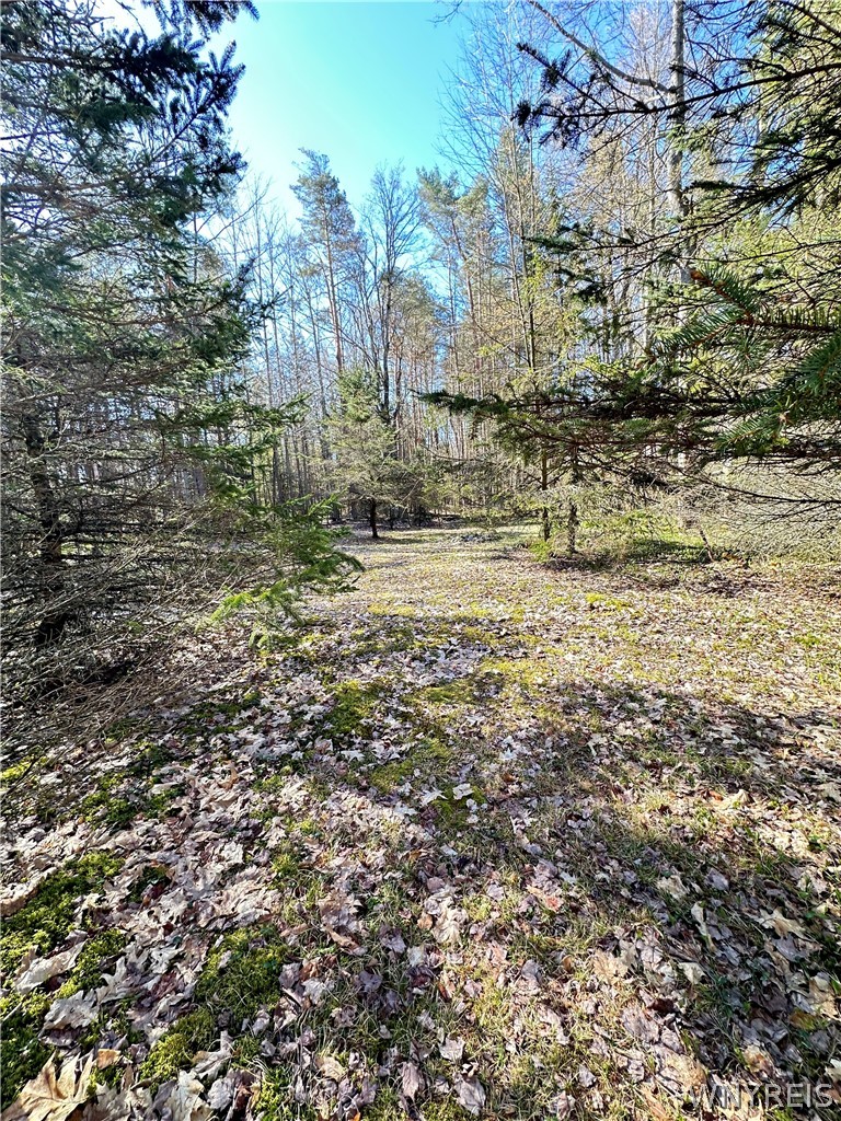 3631 Pine Ridge Road Clarksville, NY 14727 - Photo 27 of 31 Front yard off road