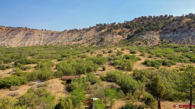a view of a forest with a forest
