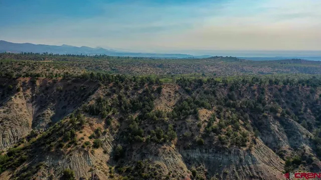 a view of a forest with a mountain