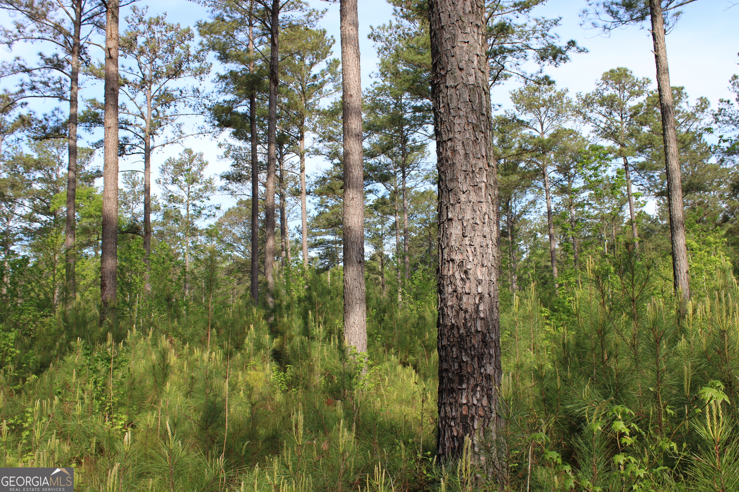 0 Ruffner Road The Rock, GA 30285 - Photo 19 of 51 a view of forest
