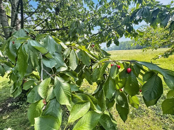 a view of a lush green space with sea
