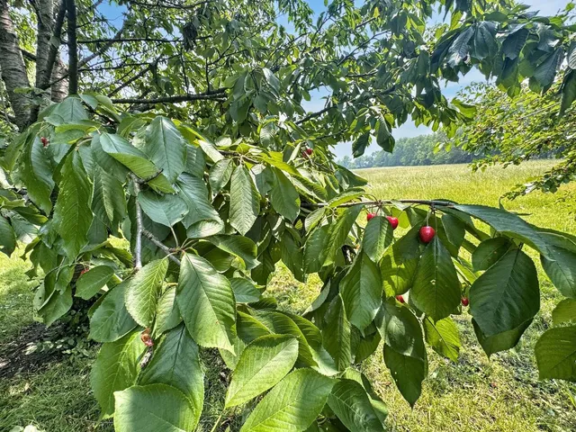 a view of a lush green space with sea