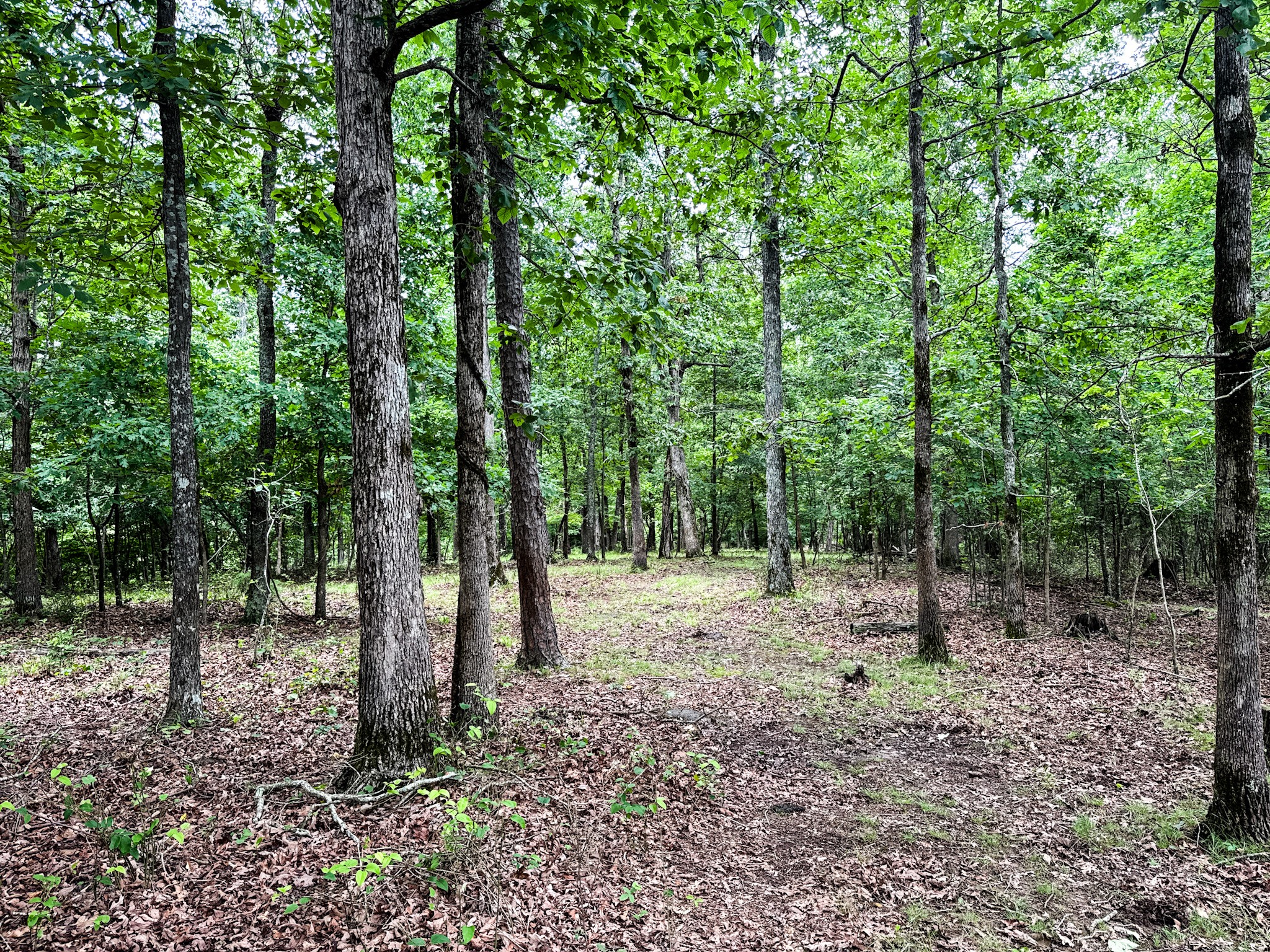 1198 David Patterson Road Lutts, TN 38471 - Photo 55 of 82 a view of outdoor space with lots of trees