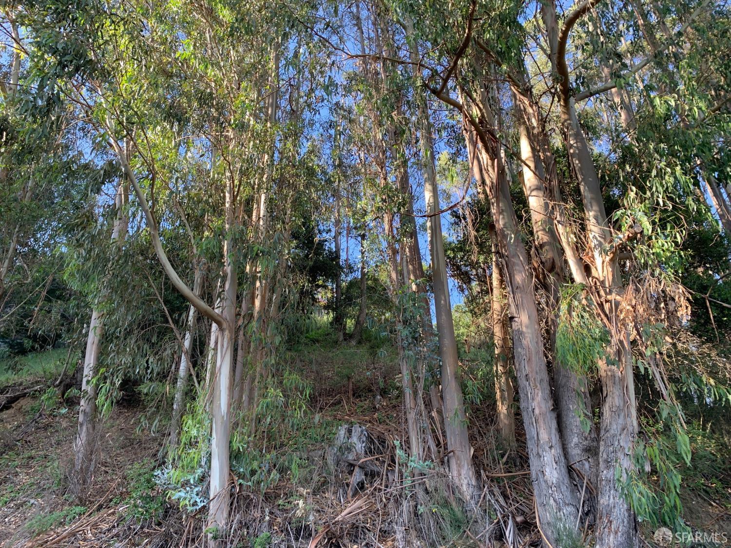 a view of forest