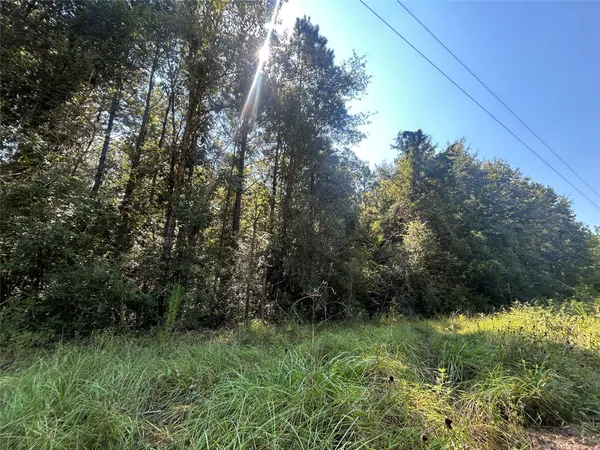a view of a lush green space