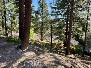 a view of a tree in the middle of a yard