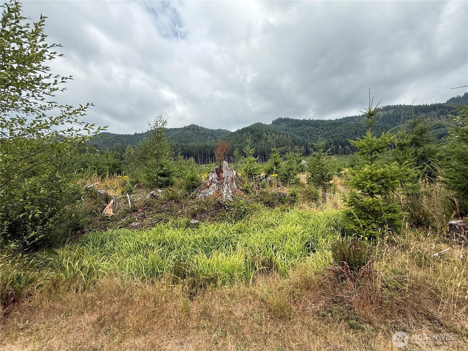 327-xx Kolisch Road East Carbonado, WA 98323 - Photo 2 of 10 a view of a city with lush green forest