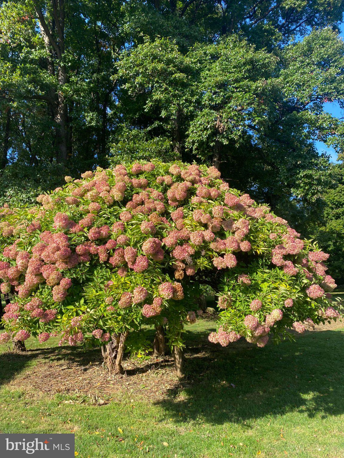 18777 Blue Ridge Mountain Road Bluemont, VA 20135 - Photo 81 of 103 100+ Year Old Hydrangea Gardens