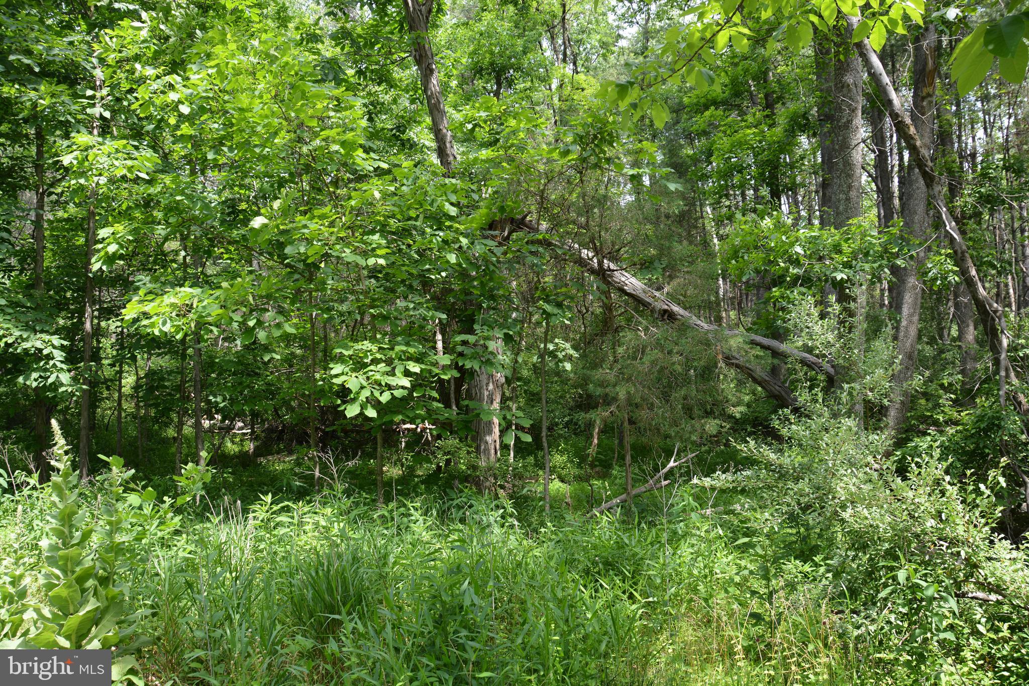 Two Lots On Siler Road Winchester, VA 22603 - Photo 3 of 38 a view of a lush green forest