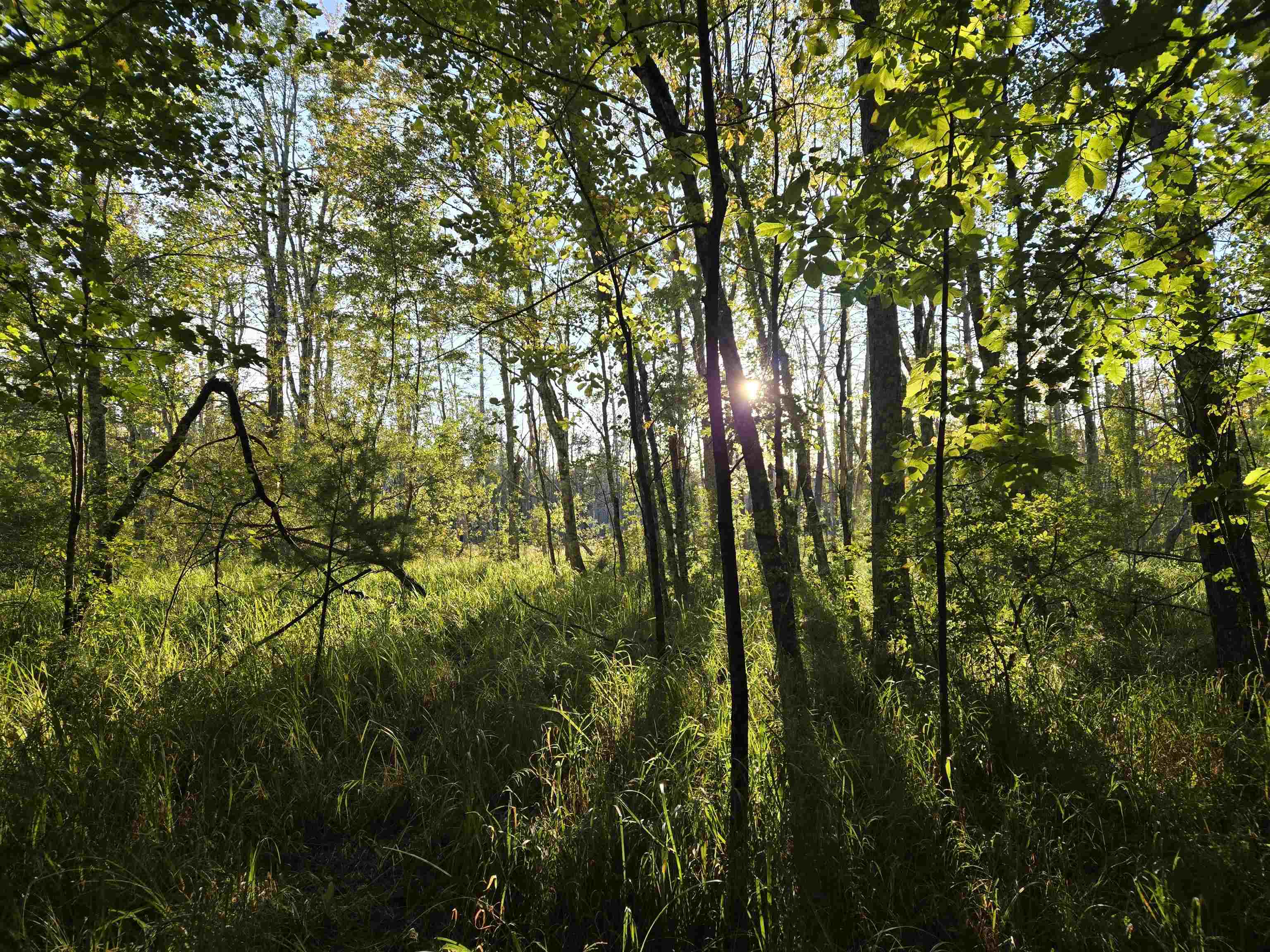 Nute Road Madbury, NH 03823 - Photo 9 of 16