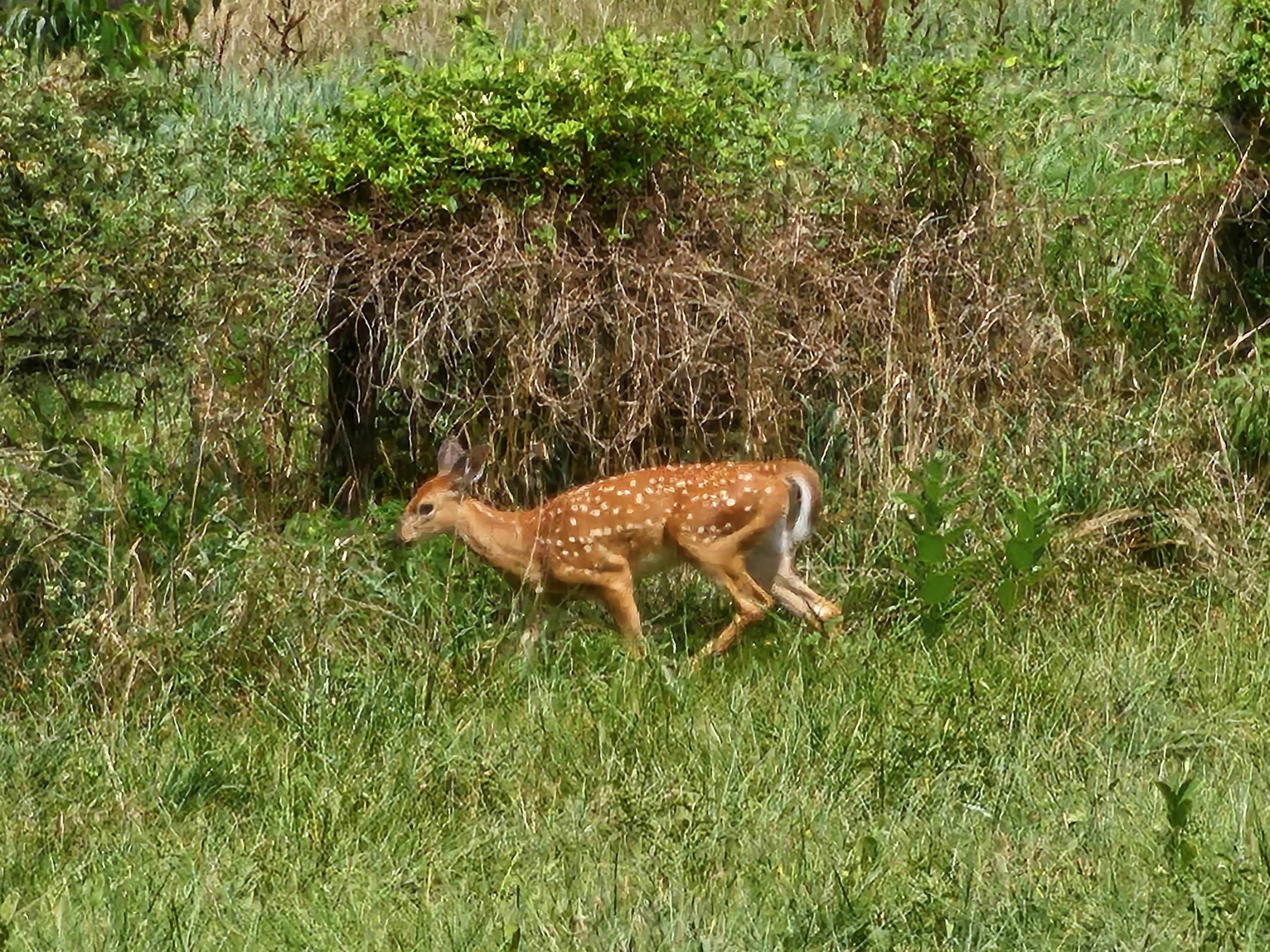 4-crown Ridge Berry Farm Road Verona, VA 24482 - Photo 11 of 39