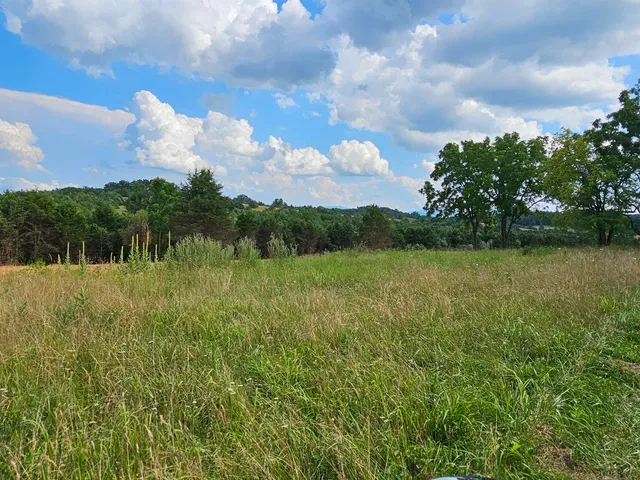 a view of a tree in a yard