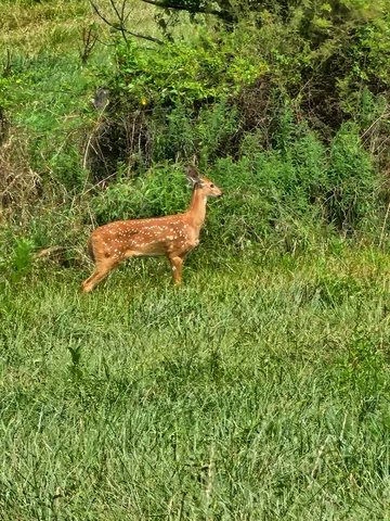 an aerial view of residential house and green space