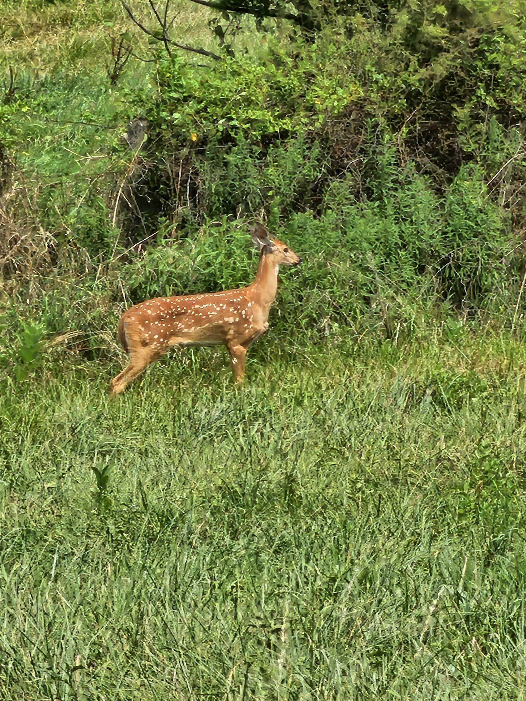 4-crown Ridge Berry Farm Road Verona, VA 24482 - Photo 19 of 39 a view of a lush green forest with a bench and trees