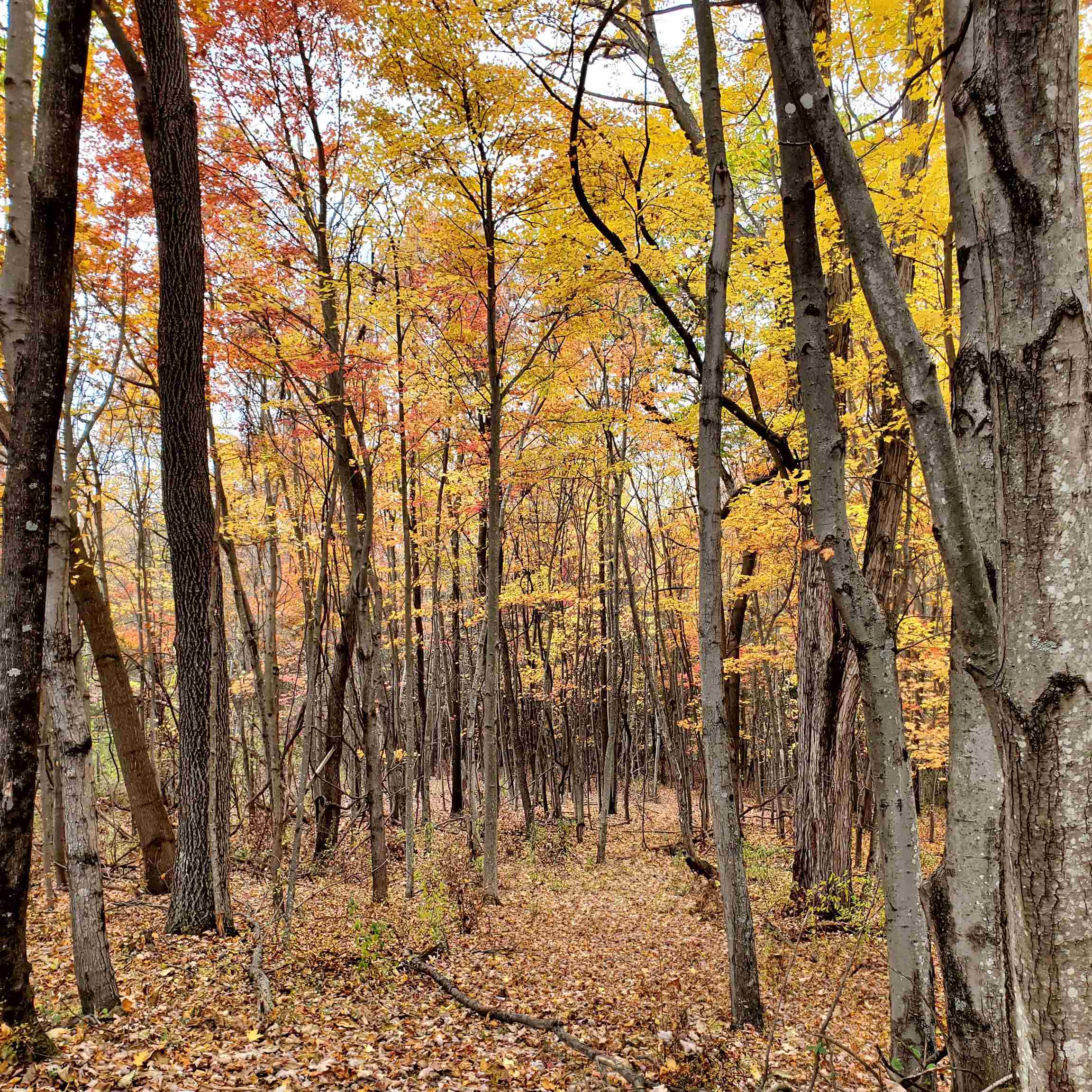 4-crown Ridge Berry Farm Road Verona, VA 24482 - Photo 24 of 39 a view of outdoor space with lots of trees