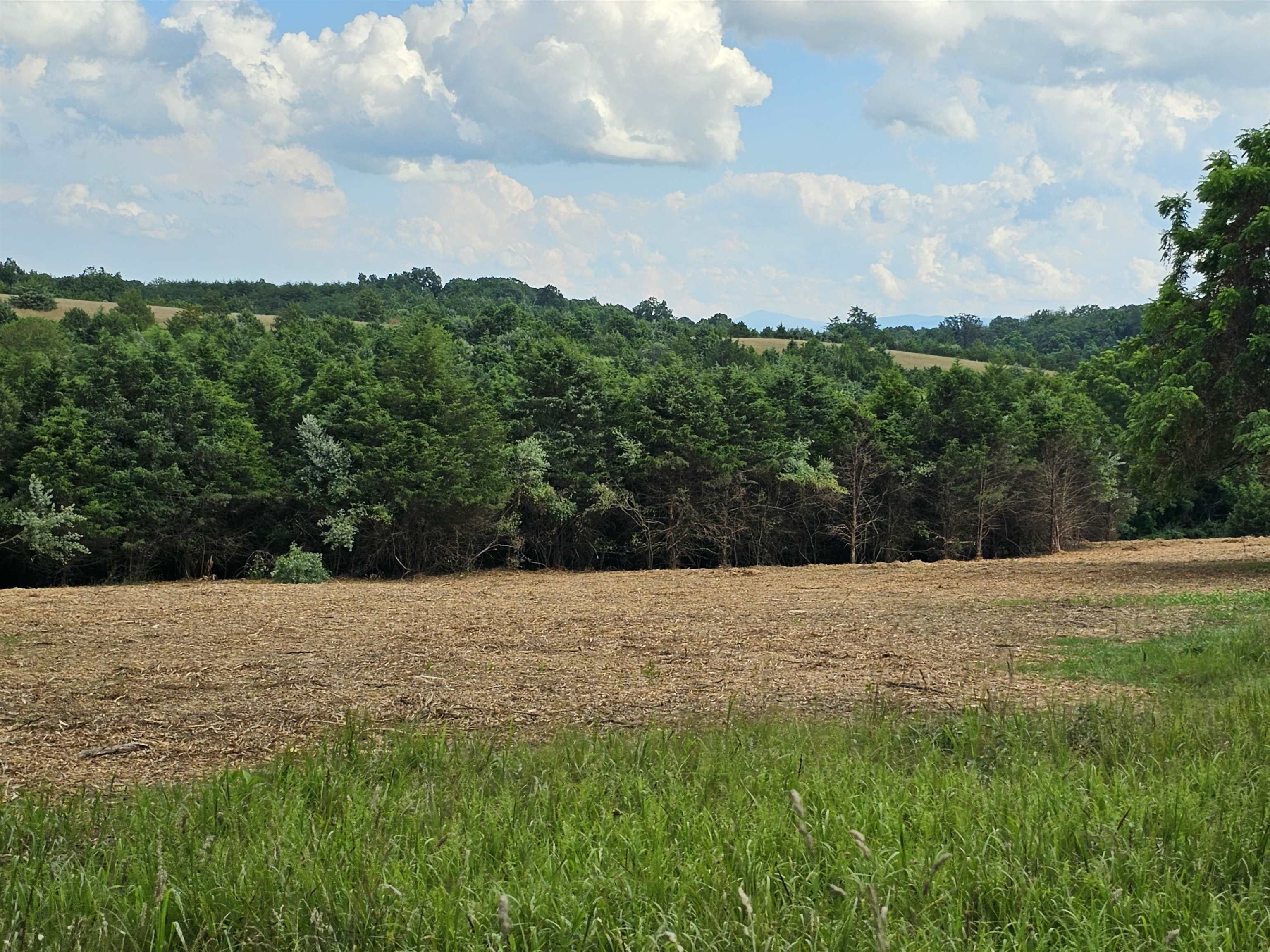 4-crown Ridge Berry Farm Road Verona, VA 24482 - Photo 32 of 39 a view of plants and large trees