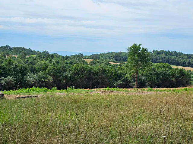a view of a big yard with plants and large trees