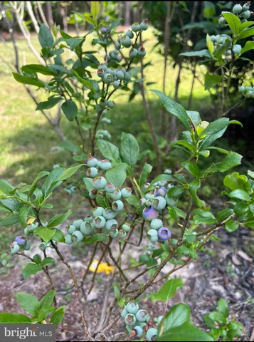 $2,300 | 2117 Johnson Road, Mineral, VA 23117