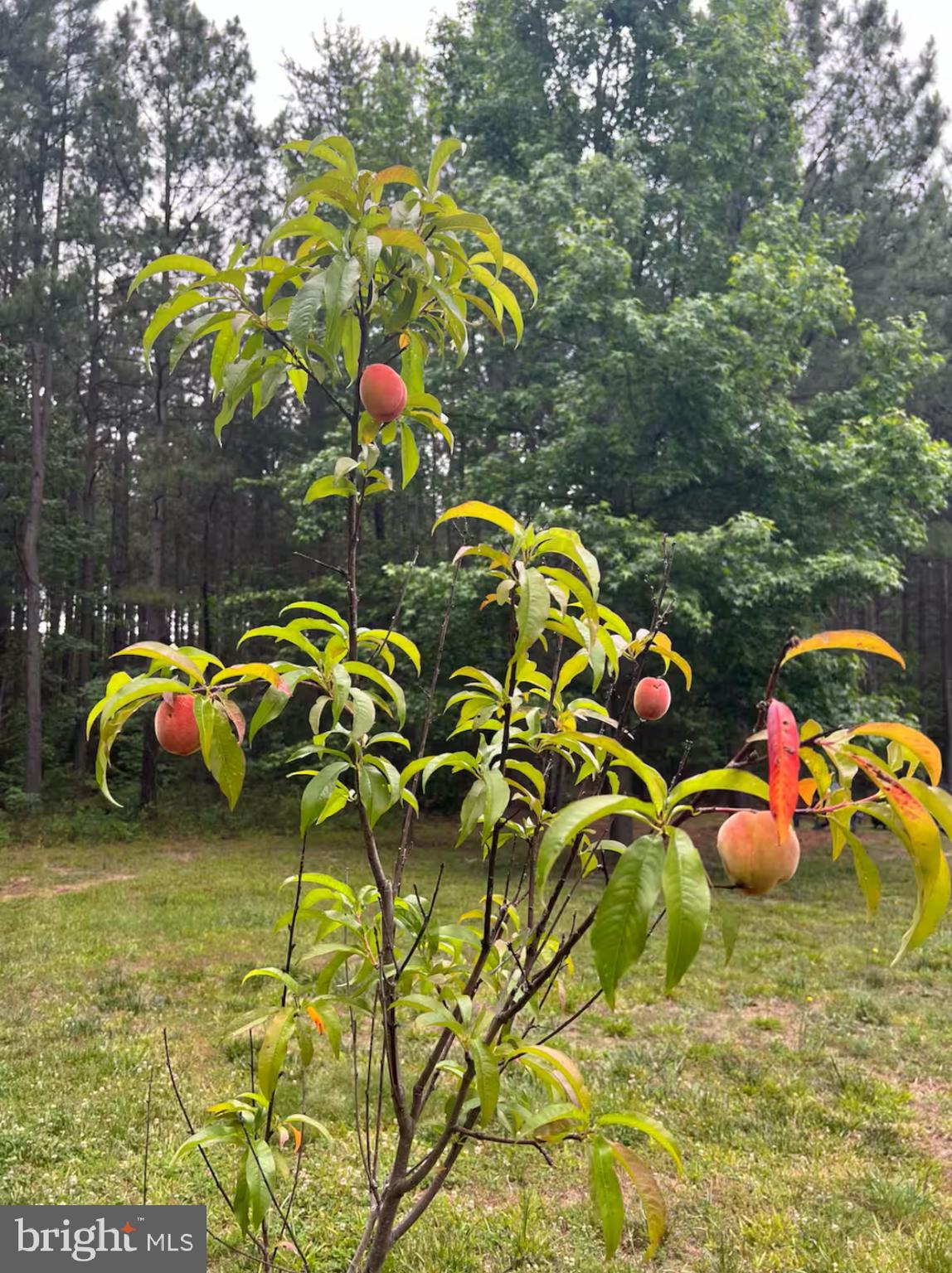 2117 Johnson Road Mineral, VA 23117 - Photo 29 of 29 Fruit Trees