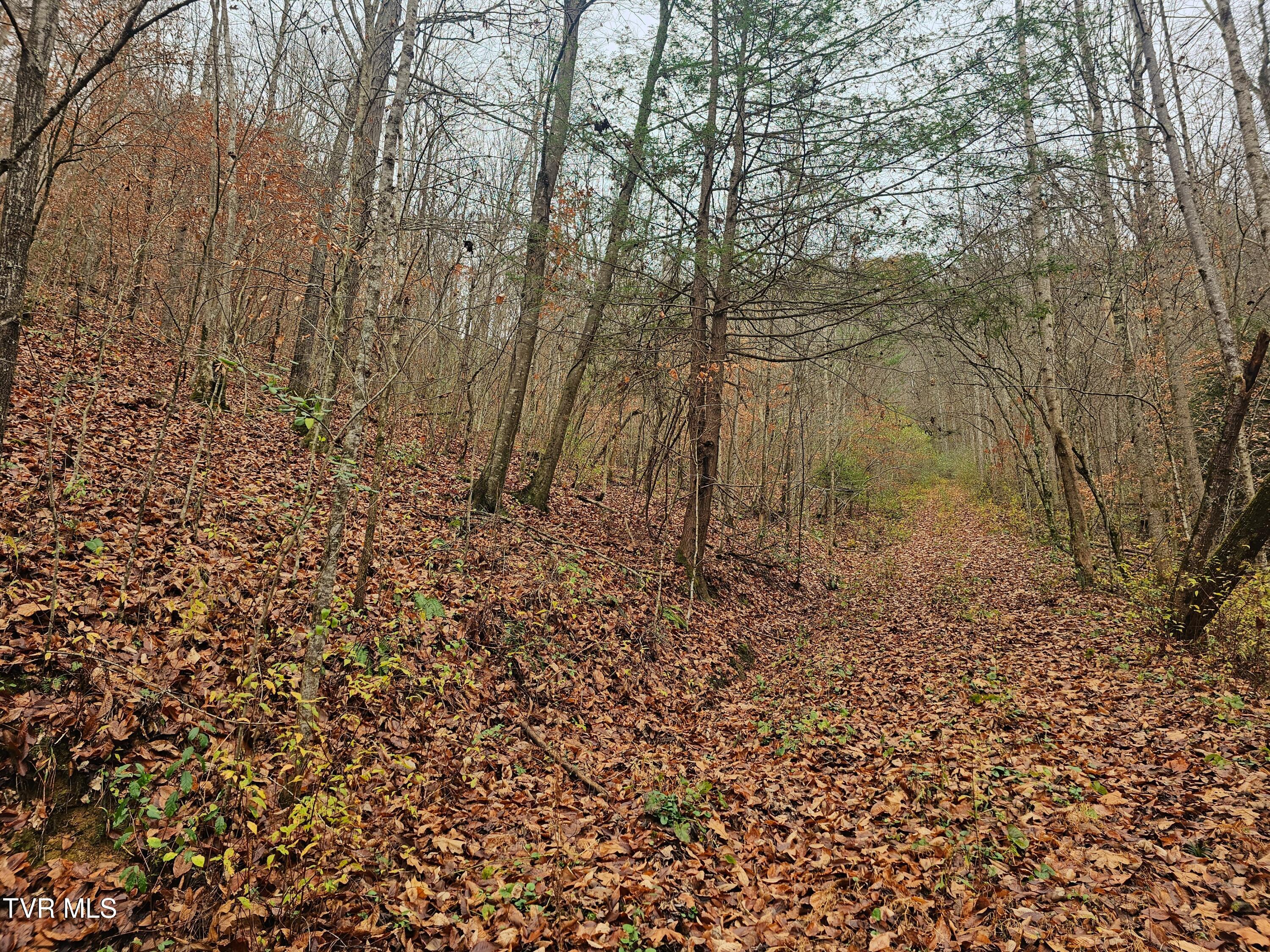 0 Bold Camp Road Pound, VA 24279 - Photo 4 of 21 access road