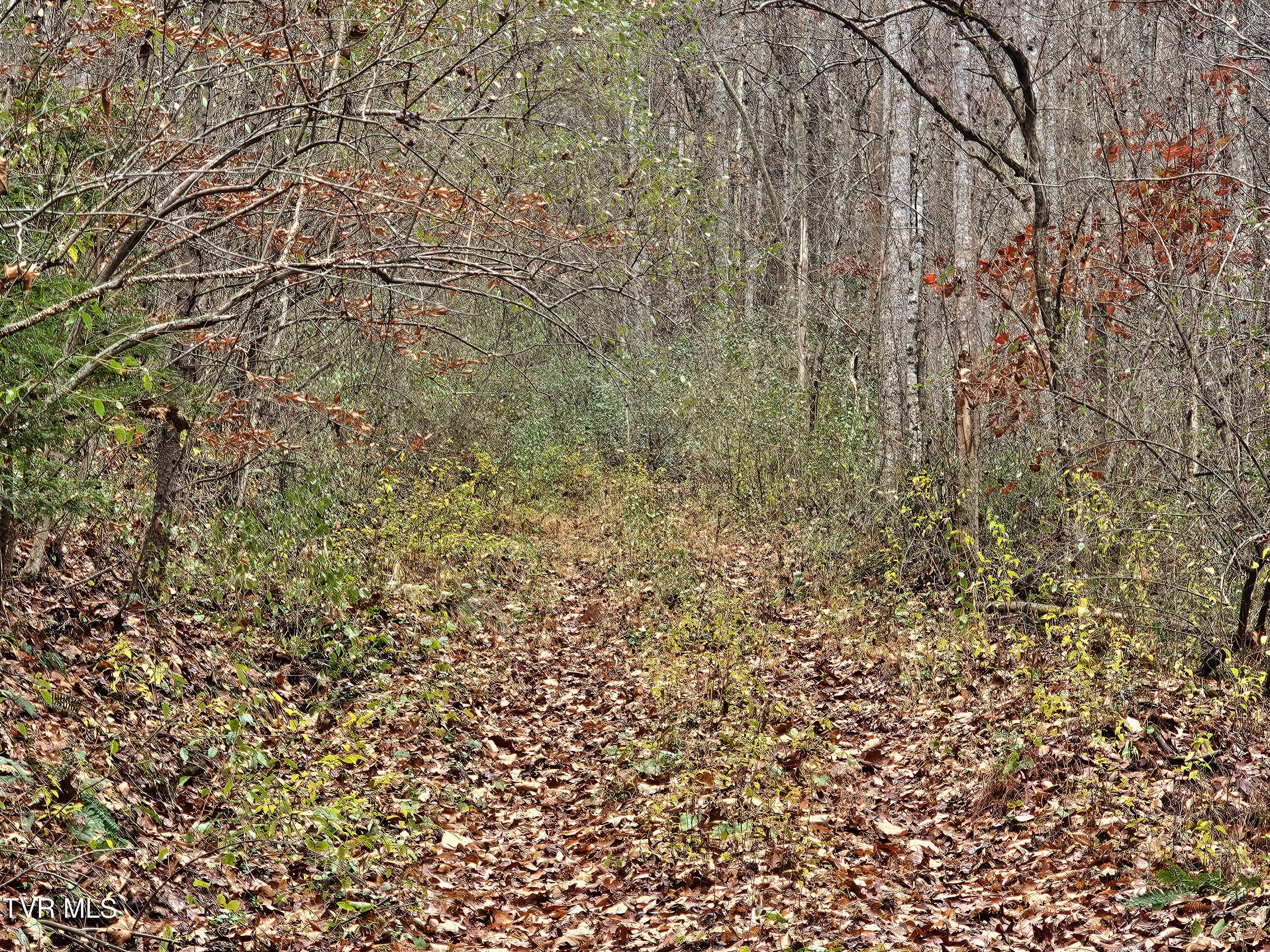 0 Bold Camp Road Pound, VA 24279 - Photo 5 of 21 access road