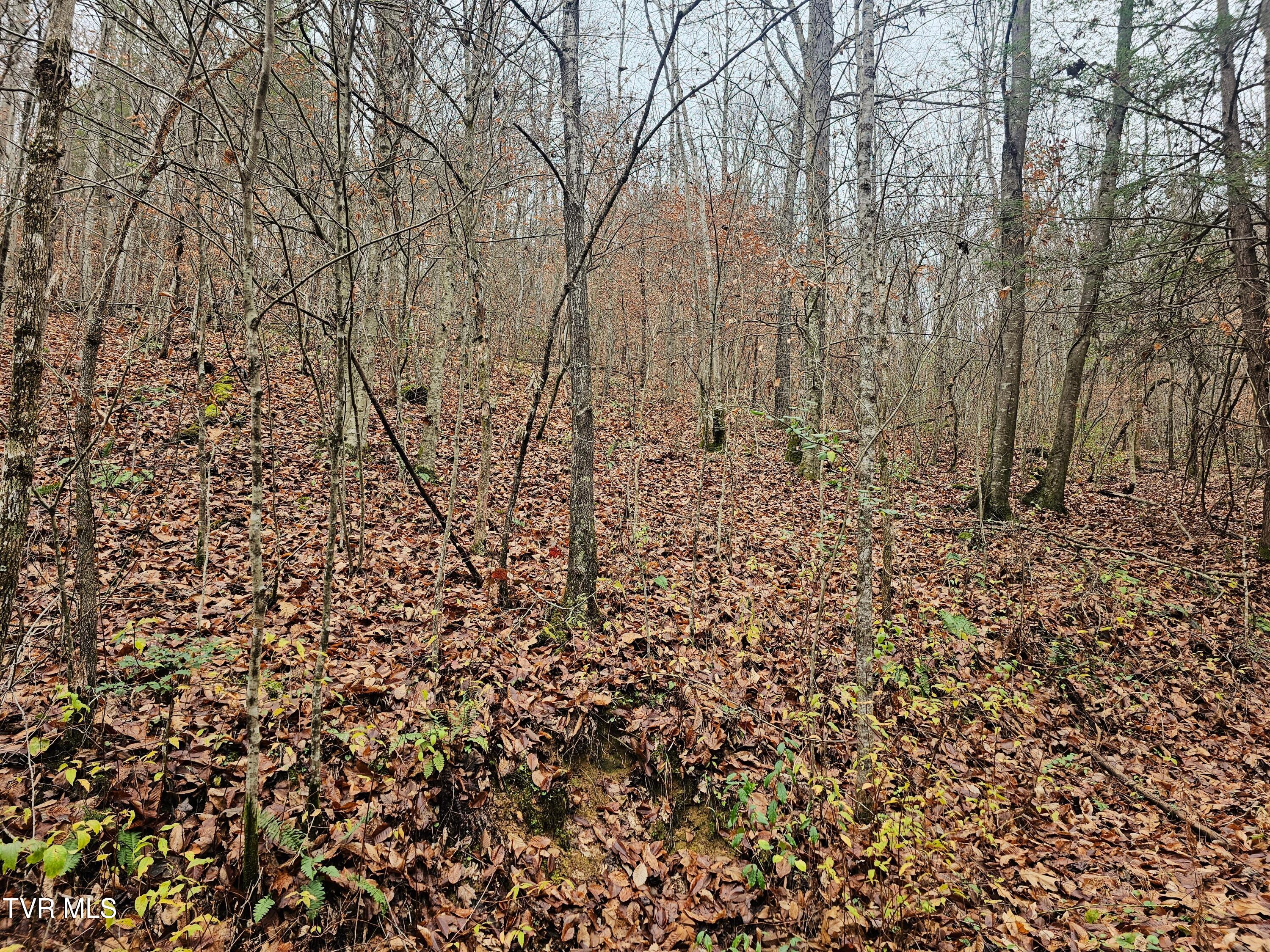 0 Bold Camp Road Pound, VA 24279 - Photo 10 of 21 view of property
