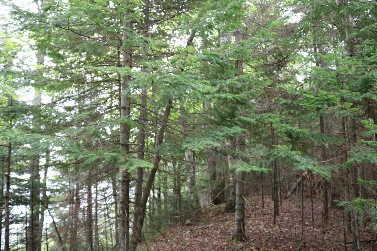 Lot 1 Bearskull Road Park Falls, WI 54552 - Photo 2 of 6 Gallery Image 2